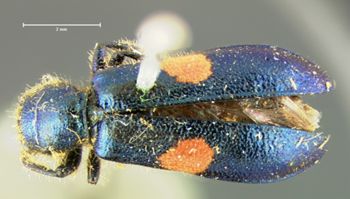 Media type: image;   Entomology 3543 Aspect: habitus dorsal view